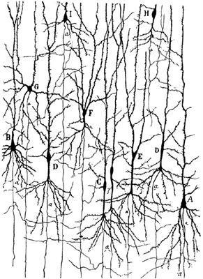 Von Economo Neurons – Primate-Specific or Commonplace in the Mammalian Brain?